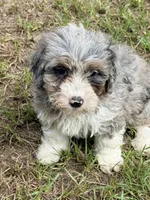 Fluffy, a female Miniature Aussiedoodle for sale in Chiefland, FL – 1 of 7