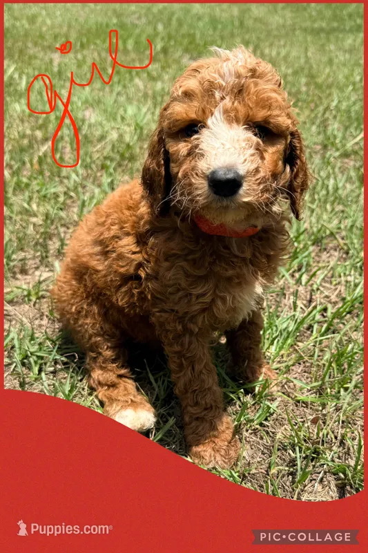 Kelly – Goldendoodle puppy for sale in Chiefland, FL