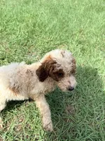 Georgia, a female Goldendoodle for sale in Chiefland, FL – 2 of 4