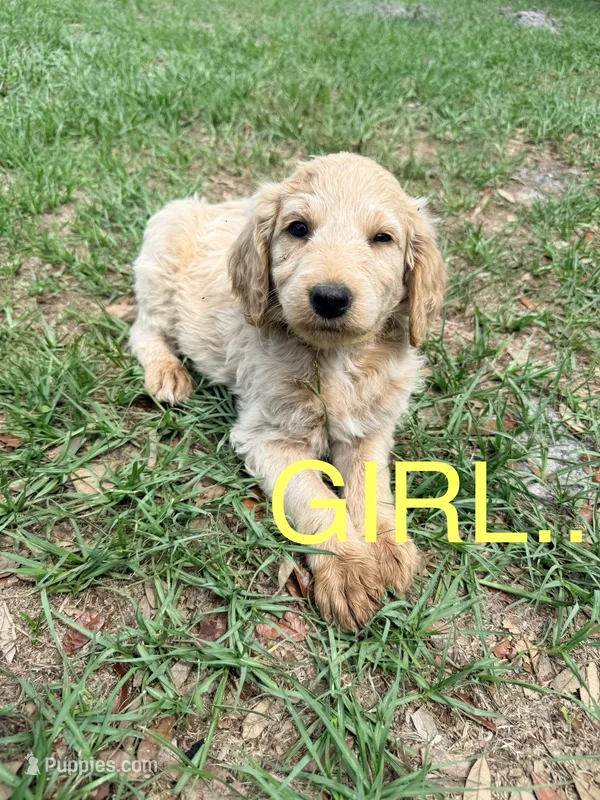 Sue – Goldendoodle puppy for sale in Chiefland, FL