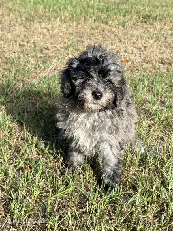 Luke  – Miniature Labradoodle puppy for sale in Chiefland, FL