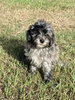 Luke , a male Miniature Labradoodle for sale in Chiefland, FL – 1 of 7