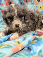 Frannie, a female Miniature Aussiedoodle for sale in Chiefland, FL – 2 of 3