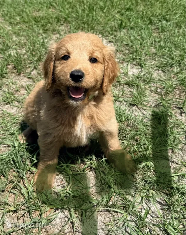 Suzie – Goldendoodle puppy for sale in Chiefland, FL