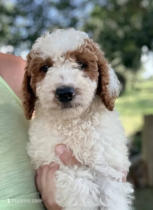 Georgia – Goldendoodle puppy for sale in Chiefland, FL