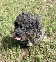 Fifi, a female Miniature Aussiedoodle for sale in Chiefland, FL – 4 of 7