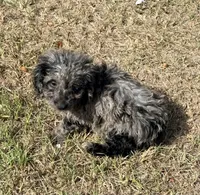 Lady, a female Miniature Labradoodle for sale in Chiefland, FL – 4 of 7