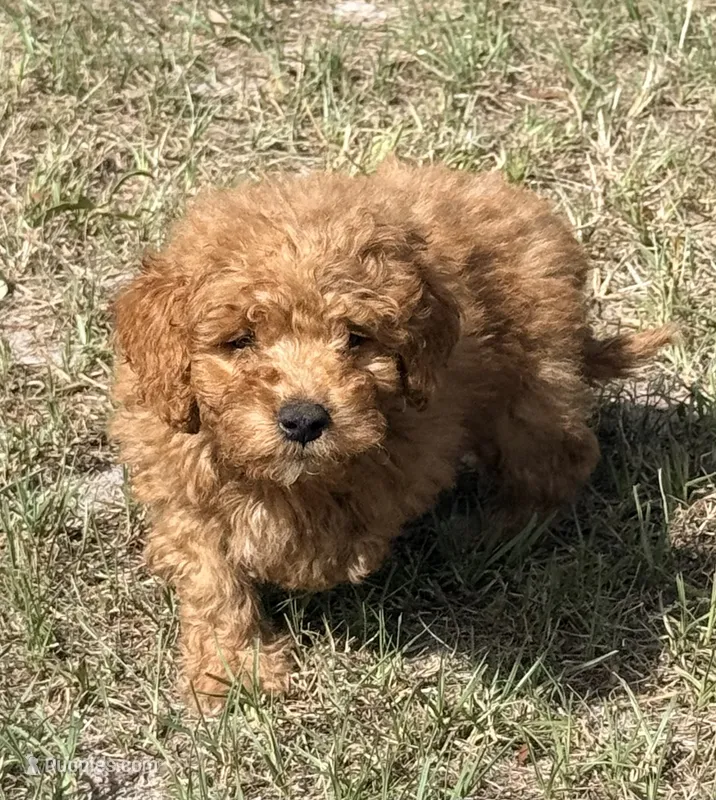 Lane mini – Labradoodle puppy for sale in Chiefland, FL