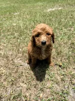 Koko, a female Goldendoodle for sale in Chiefland, FL – 4 of 4