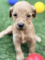 Sally, a female Goldendoodle for sale in Chiefland, FL – Photo 2 of 5
