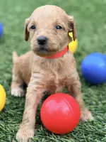 Sally, a female Goldendoodle for sale in Chiefland, FL – Photo 4 of 5