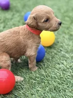 Sally, a female Goldendoodle for sale in Chiefland, FL – Photo 5 of 5