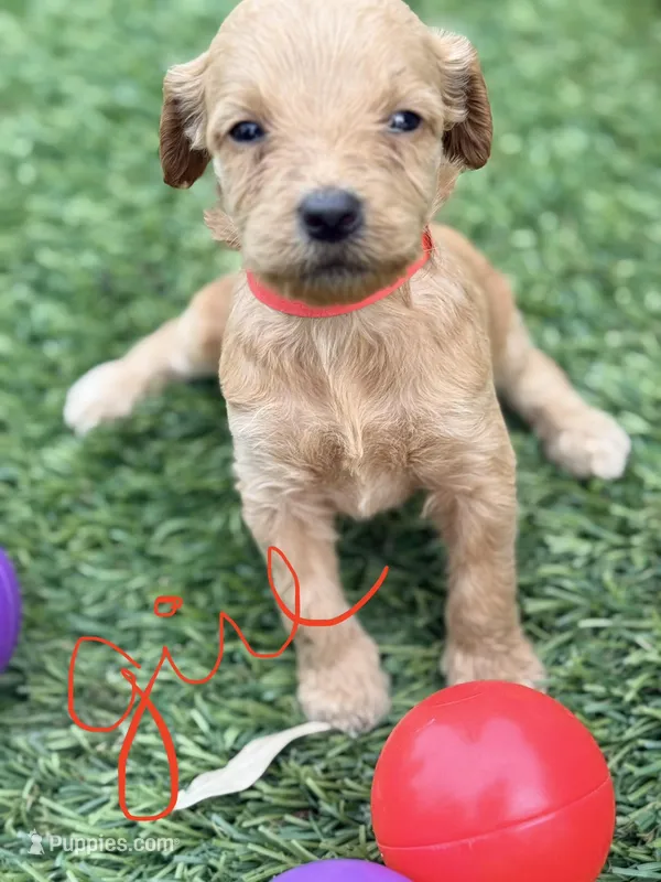 Sally – Goldendoodle puppy for sale in Chiefland, FL