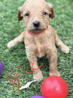 Sally, a female Goldendoodle for sale in Chiefland, FL – Photo 1 of 5