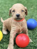 Sally, a female Goldendoodle for sale in Chiefland, FL – Photo 3 of 5