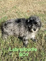 Luke , a male Miniature Labradoodle for sale in Chiefland, FL – 3 of 7