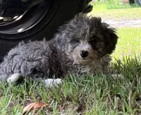 Frannie, a female Miniature Aussiedoodle for sale in Chiefland, FL – 4 of 7