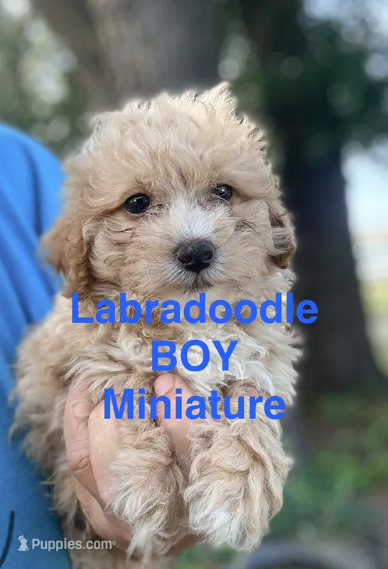 Lucas mini – Labradoodle puppy for sale in Chiefland, FL