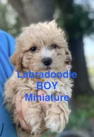 Lucas mini, a male Labradoodle for sale in Chiefland, FL – 1 of 7