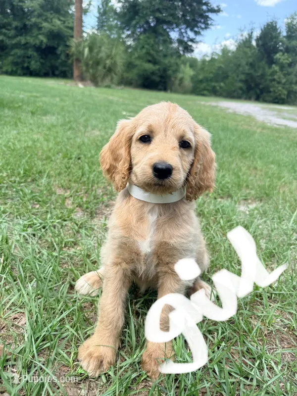 Shana – Goldendoodle puppy for sale in Chiefland, FL