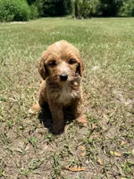 Katie, a female Goldendoodle for sale in Chiefland, FL – 2 of 3
