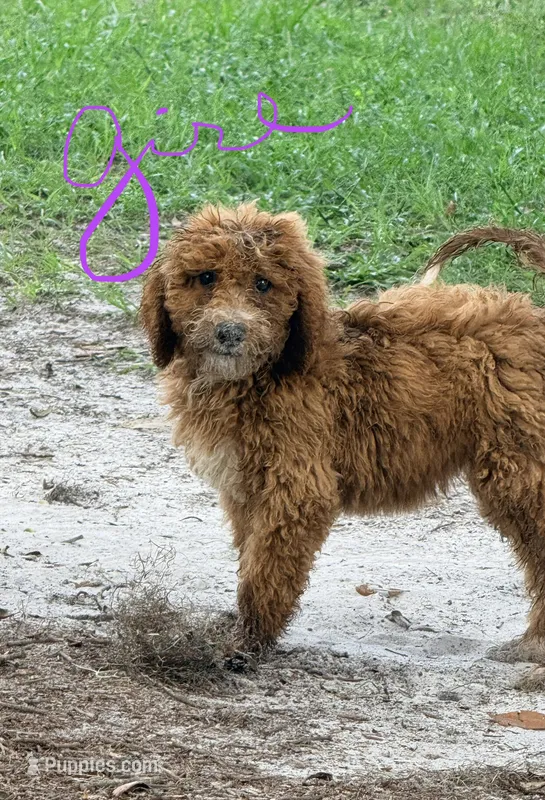 Gina – Goldendoodle puppy for sale in Chiefland, FL