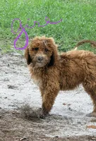 Gina, a female Goldendoodle for sale in Chiefland, FL – 1 of 10