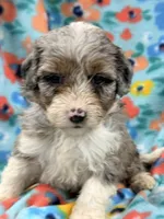 Fluffy, a female Miniature Aussiedoodle for sale in Chiefland, FL – 3 of 4