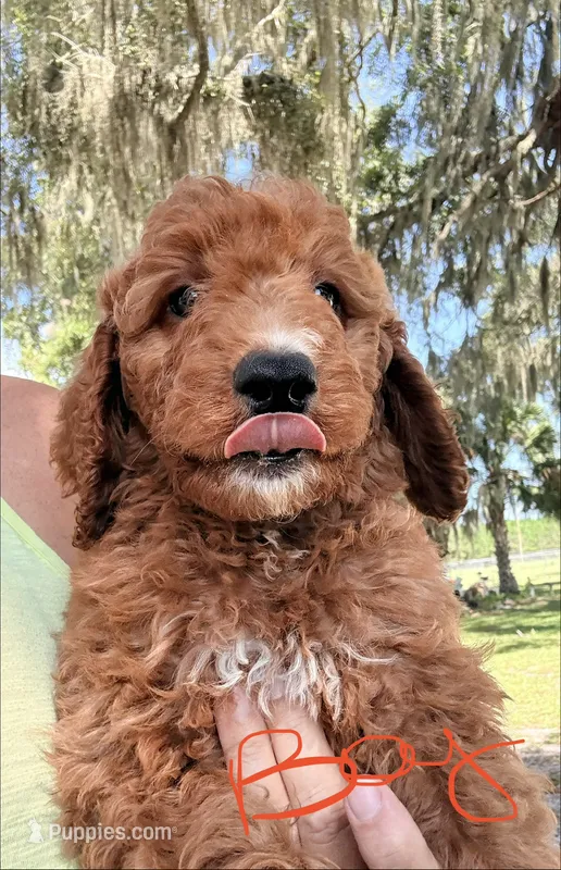 Jerry – Goldendoodle puppy for sale in Chiefland, FL
