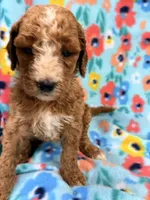 Kelly, a female Goldendoodle for sale in Chiefland, FL – 2 of 3