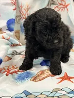 Lass, a male Miniature Labradoodle for sale in Chiefland, FL – 3 of 3