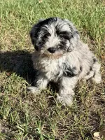 Lilly, a female Miniature Labradoodle for sale in Chiefland, FL – 4 of 8