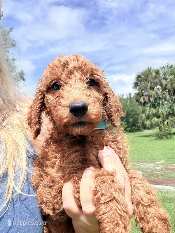 Jimmy – Goldendoodle puppy for sale in Chiefland, FL