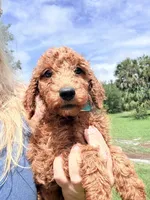 Jimmy, a male Goldendoodle for sale in Chiefland, FL – 1 of 2