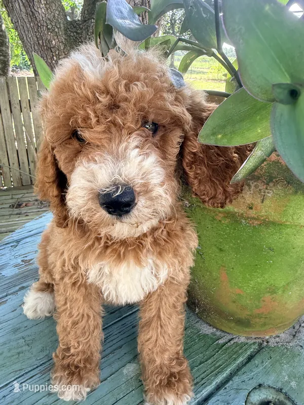 Gina – Goldendoodle puppy for sale in Chiefland, FL