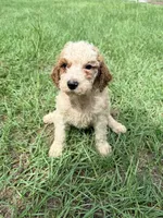 Gregg, a male Goldendoodle for sale in Chiefland, FL – 1 of 3