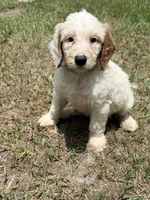 Kam, a male Goldendoodle for sale in Chiefland, FL – 3 of 3