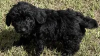 Freddie, a male Miniature Aussiedoodle for sale in Chiefland, FL – 2 of 6