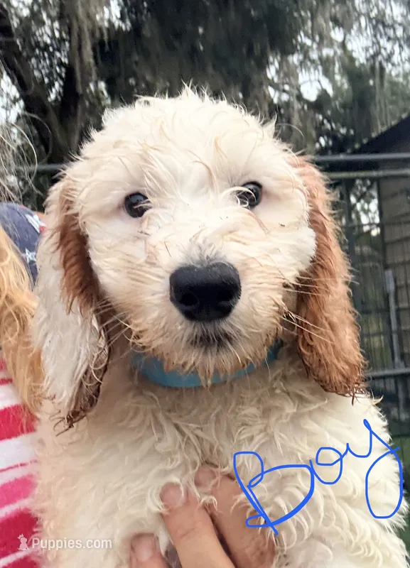 Kam – Goldendoodle puppy for sale in Chiefland, FL