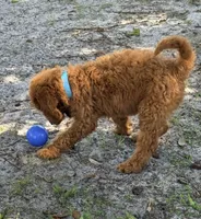 Jimmy, a male Goldendoodle for sale in Chiefland, FL – 3 of 4