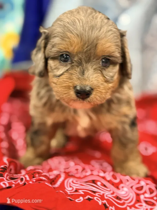 Frank, a male Miniature Aussiedoodle for sale in Chiefland, FL – 1 of 3
