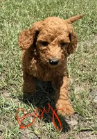 Kris, a male Goldendoodle for sale in Chiefland, FL – 4 of 4