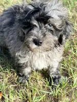 Luke , a male Miniature Labradoodle for sale in Chiefland, FL – 2 of 7