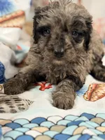 Lady, a female Miniature Labradoodle for sale in Chiefland, FL – 2 of 3