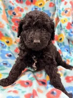 Fizzy, a female Miniature Aussiedoodle for sale in Chiefland, FL – 2 of 2
