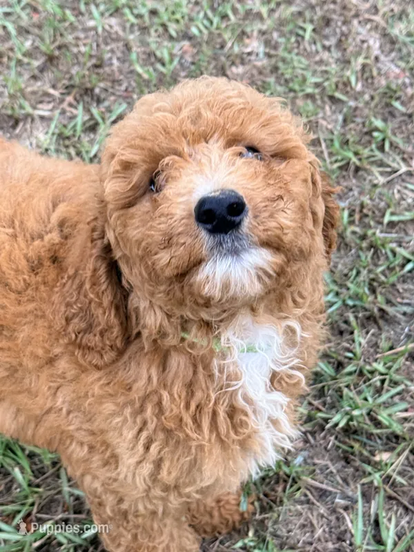 Koko – Goldendoodle puppy for sale in Chiefland, FL