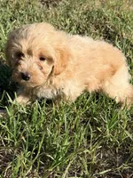 Lex, a male Miniature Labradoodle for sale in Chiefland, FL – 3 of 6