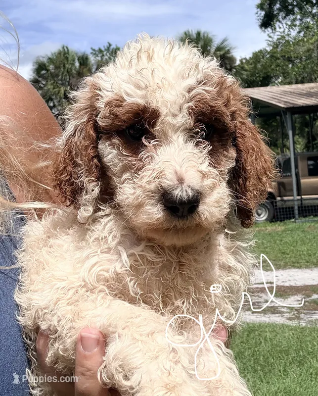Goldie – Goldendoodle puppy for sale in Chiefland, FL