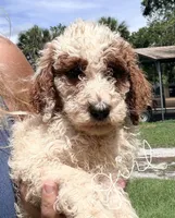 Goldie, a female Goldendoodle for sale in Chiefland, FL – 1 of 3