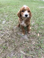 Kristy, a female Goldendoodle for sale in Chiefland, FL – 3 of 3